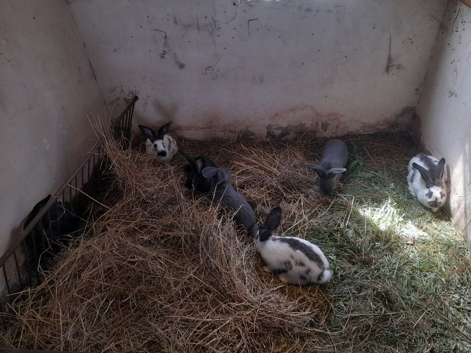 Króliki samiczki 7 sztuk