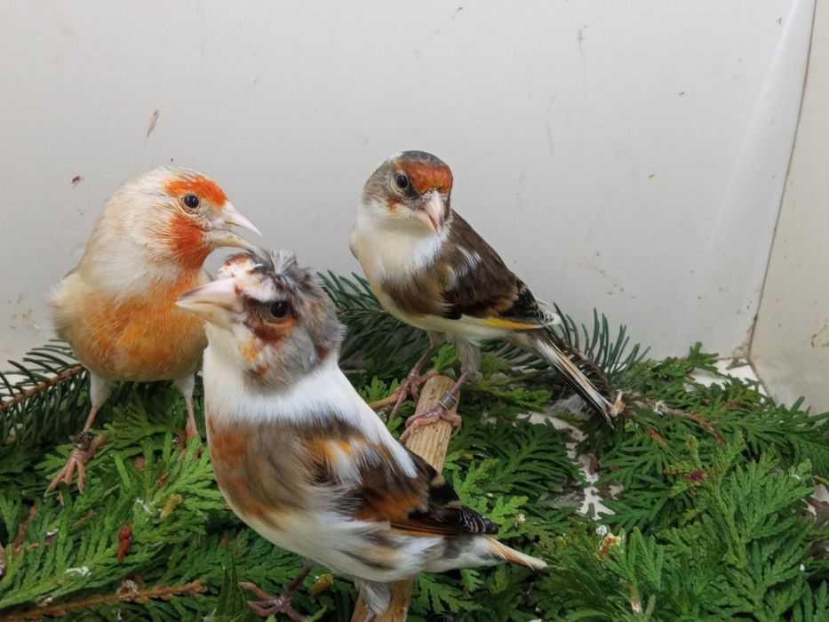 Bastard Bastardy na pełnym spiewie 2025r Wysylam