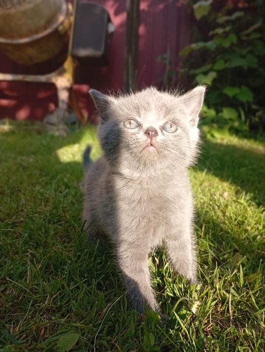 Котики Британці.