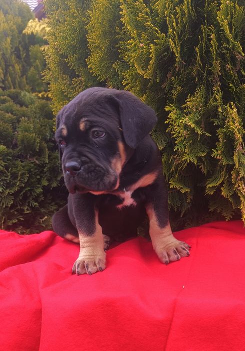 Piękny pies Cane Corso sprzedam