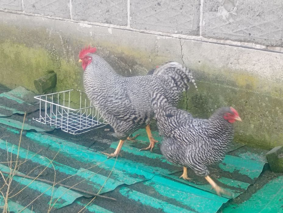 Kogut,koguty kury amrock