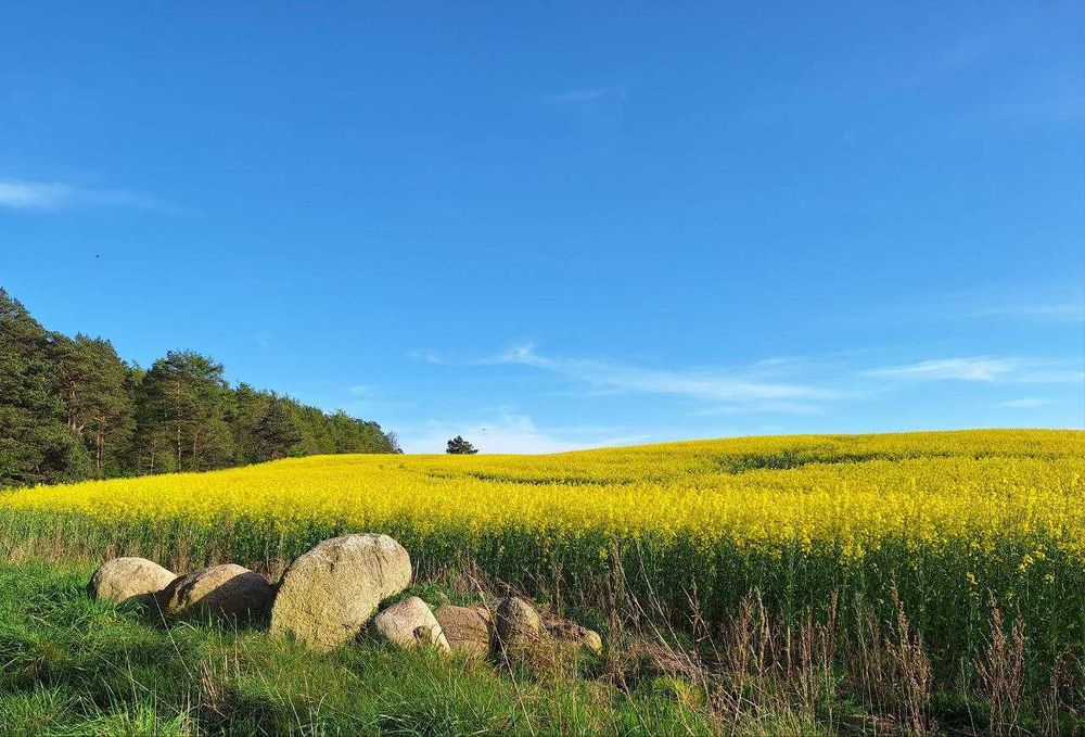 Dębki, bezpośrednio, wyjątkowa i urokliwa, duża działka BUDOWLANA 2172 m² - View 5