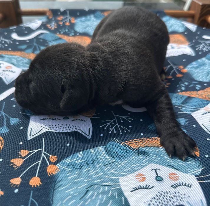 Czarny szczeniak Cane Corso szczeniaczek mocni rodzice, rodowód