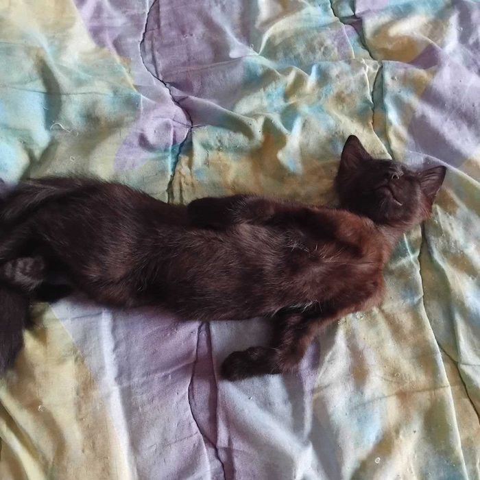 Котик в добрі руки