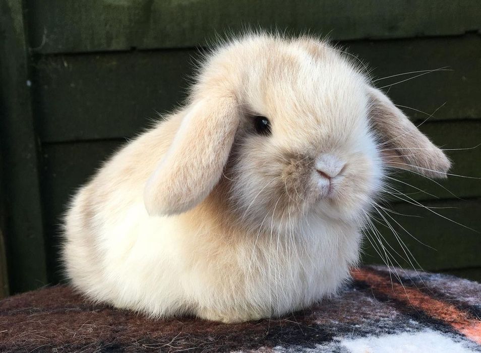 KIT Coelhos anões orelhudos, mini lop super inteligentes e dóceis