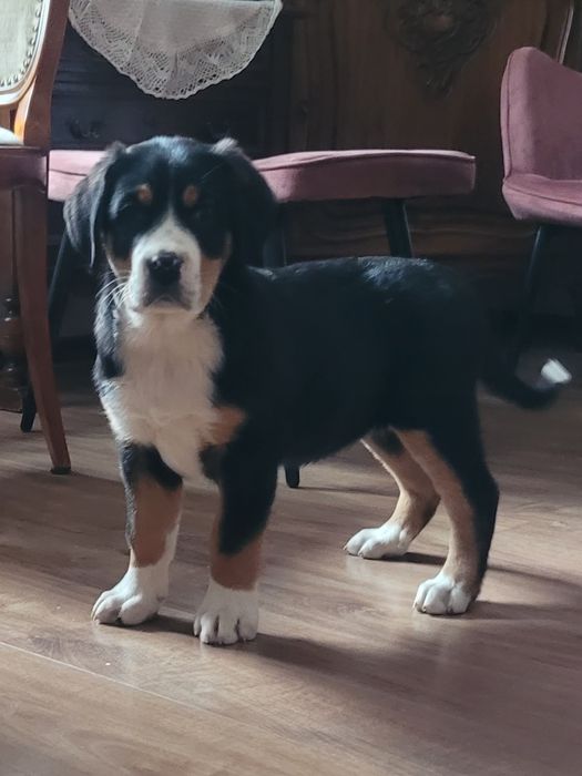 Duży Szwajcarski Pies Pasterski FCI