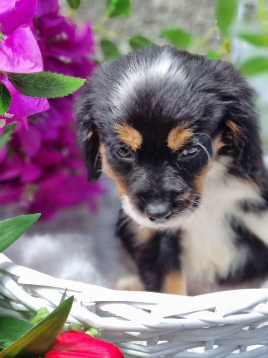 * * * Suczka * * * Cavapoo King Charles Spaniel  Pudel