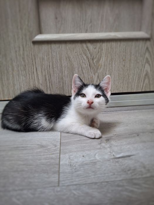 Kocurek szuka domu