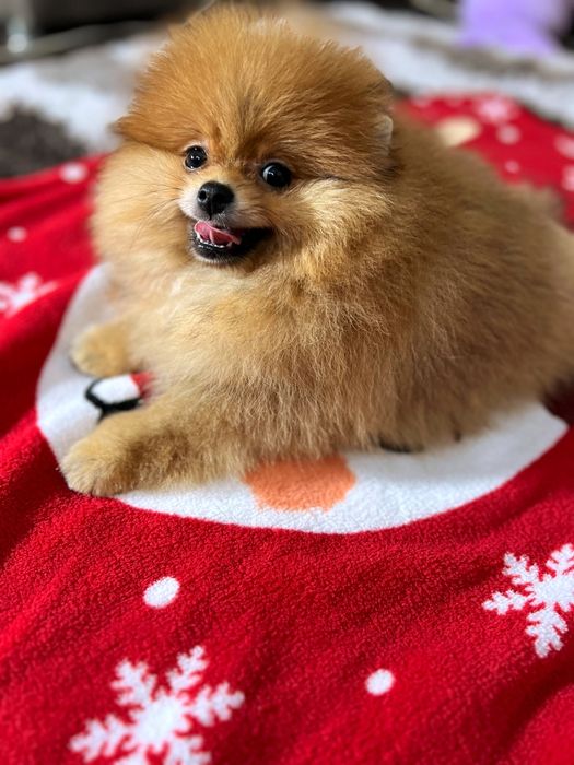 Ведмедик шпіц док КСУ