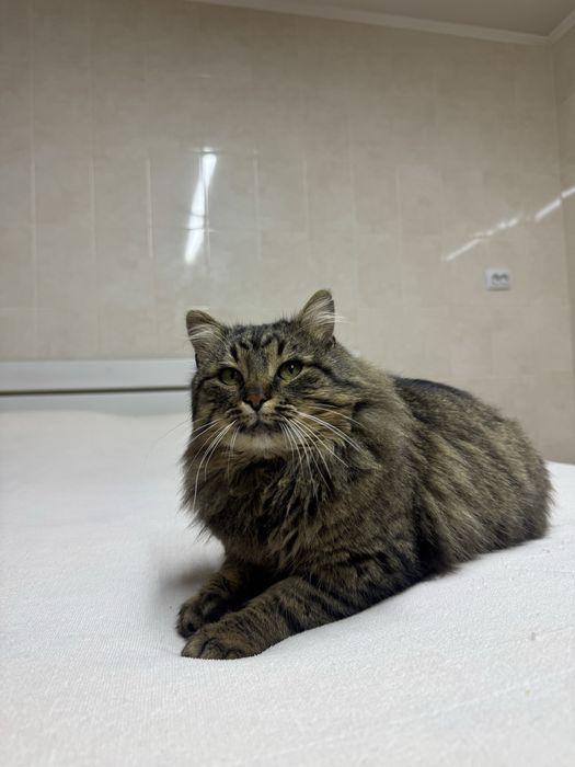 Охайний та лагідний котик в люблячі руки