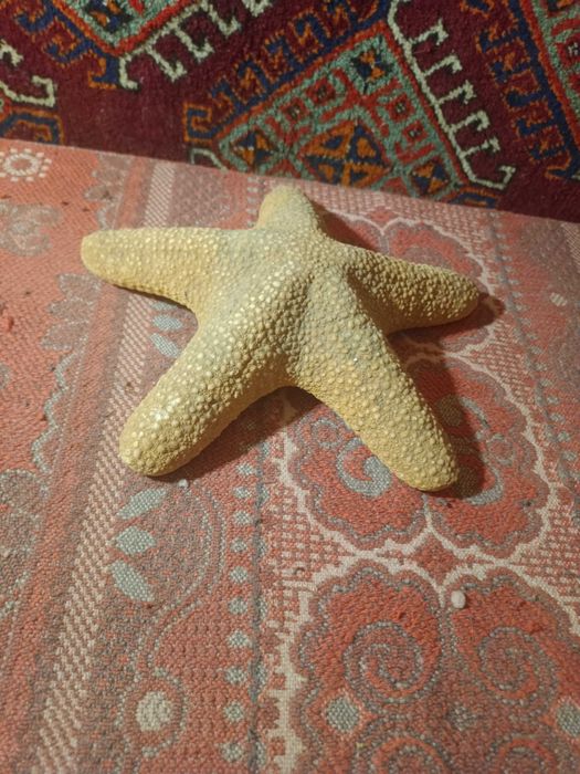 Морская звезда.  25 см.