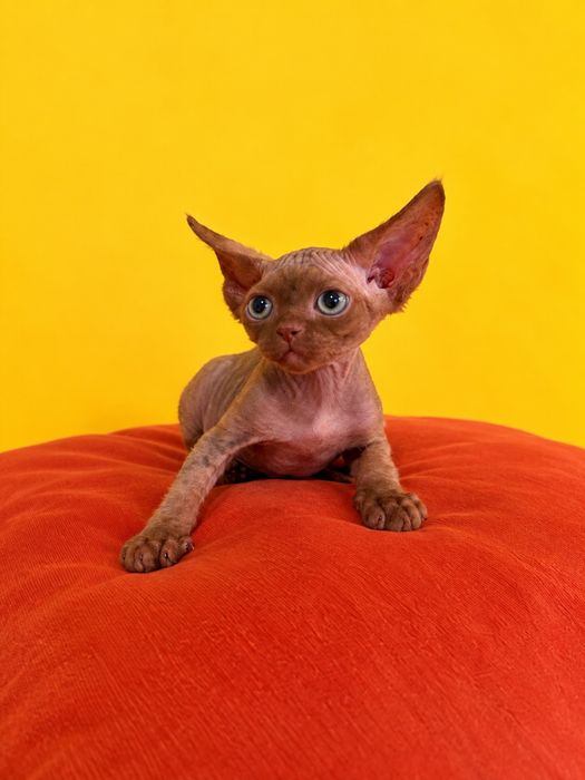 Extremalny Devon Rex