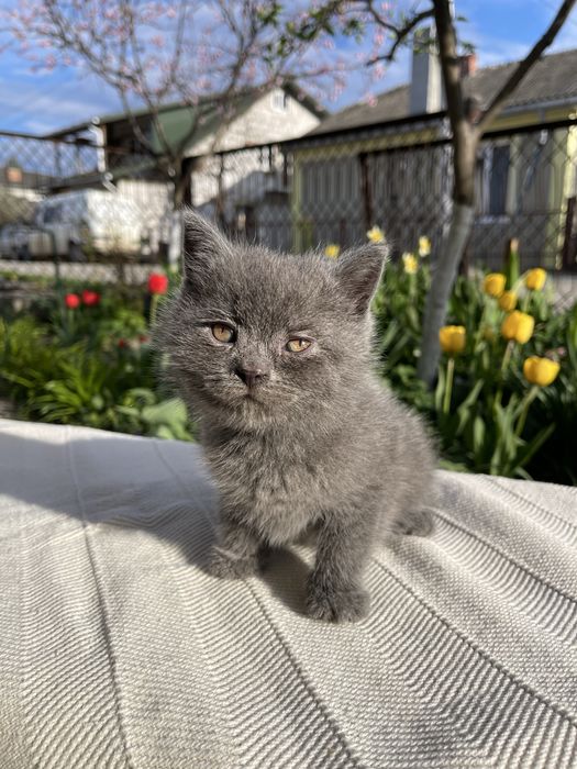 Кошення шотландець