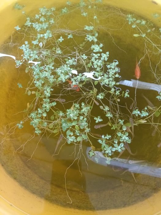 Planta de superfície