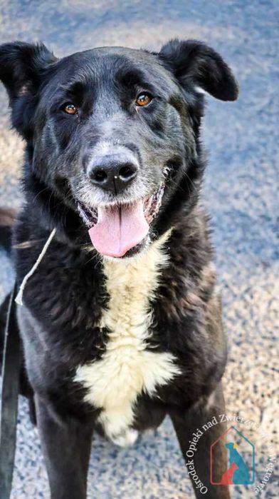 Bardzo fajny, przyjazny piesek Ozzy szuka domu!