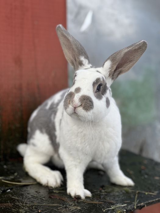 Rex reks niebieskoszary dalmatyński