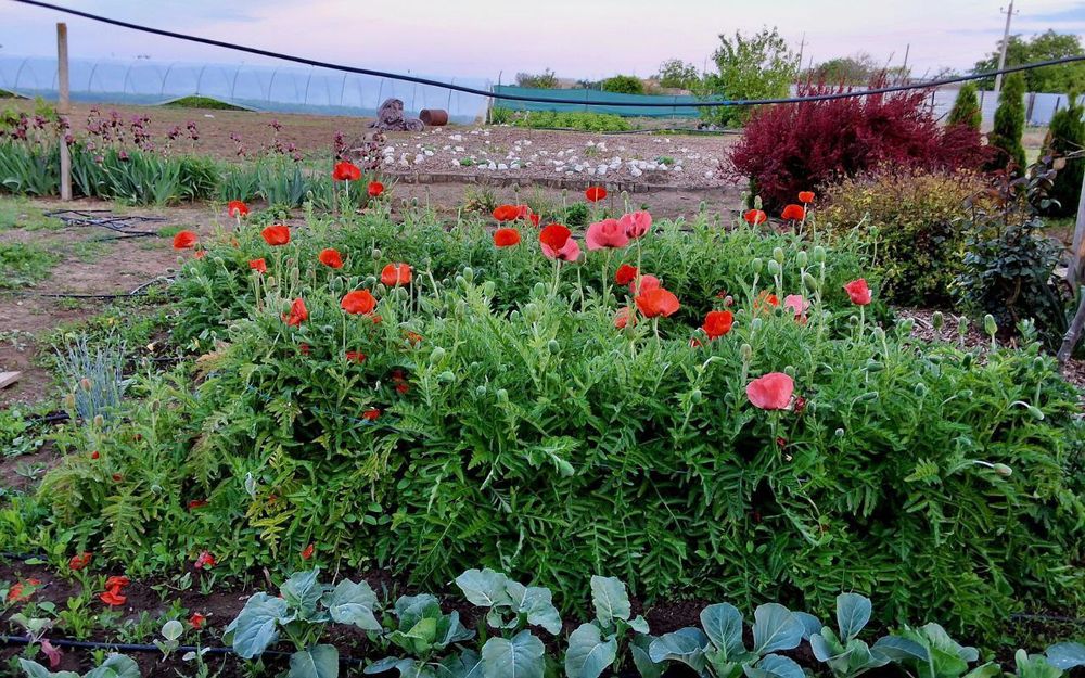 Продається автономний однокімнатний будинок. Автономна садиба - бізнес