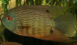 MISIEKZOO Pielęgnice - Pielęgnica Severum tylko 18 zł