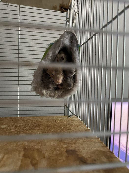 Koszatniczki za darmo