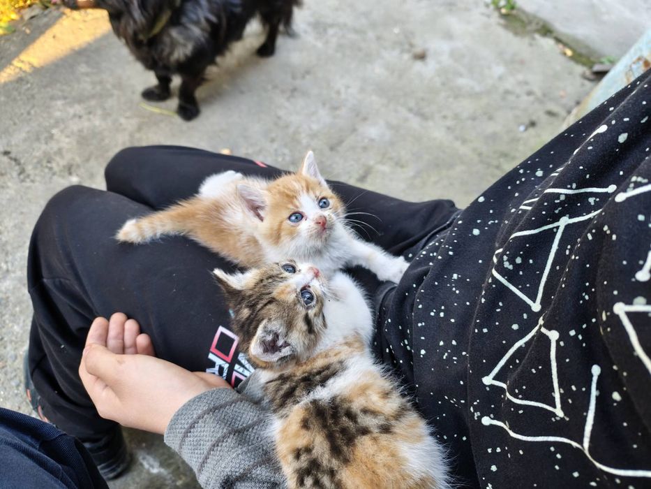 Котенята в добрі руки