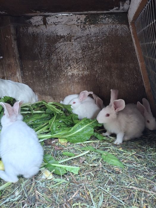Кролі. Термонська біла. Простяки. Кроленята.