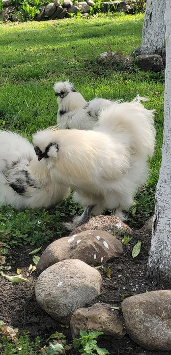 Kogut Silka USA Biały Czarny 60zł