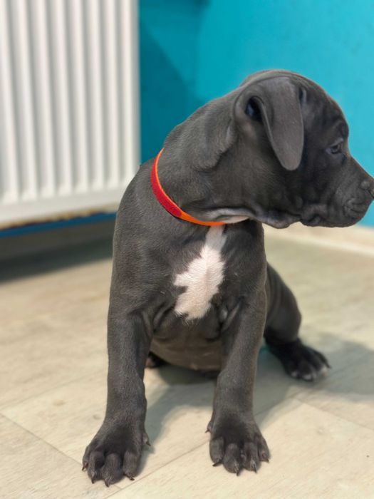 Цуценя хлопчик кобель Амстаффа АСТ американський стаффорд