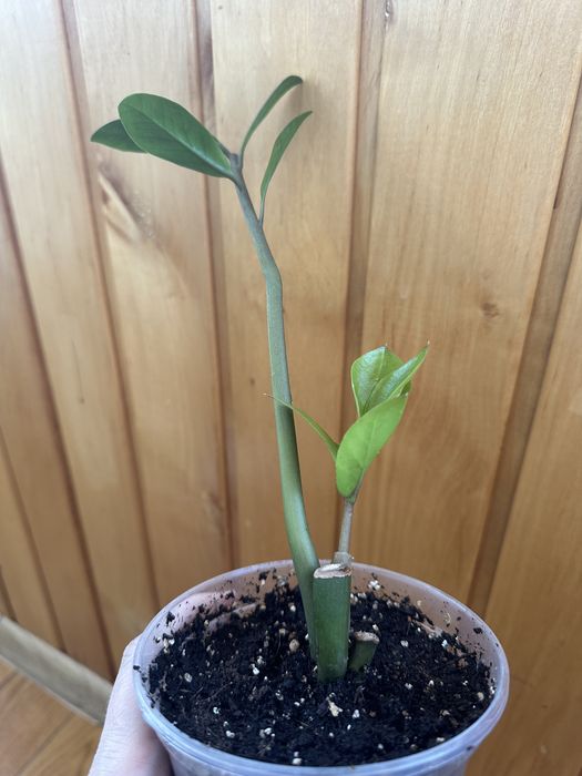 Традесканція нанук, каллізія, заміокулькас