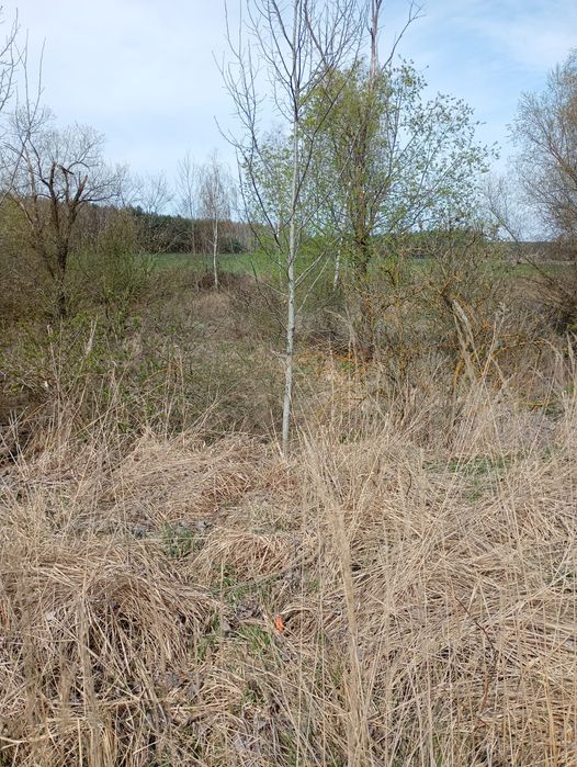 Łąka Bieliki sprzedam