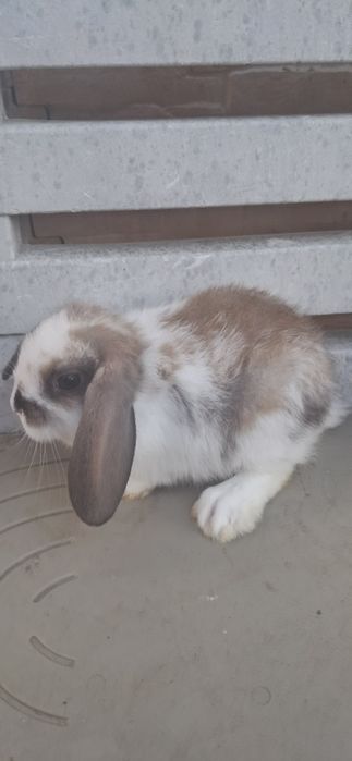 Coelhos anões mini loop belier