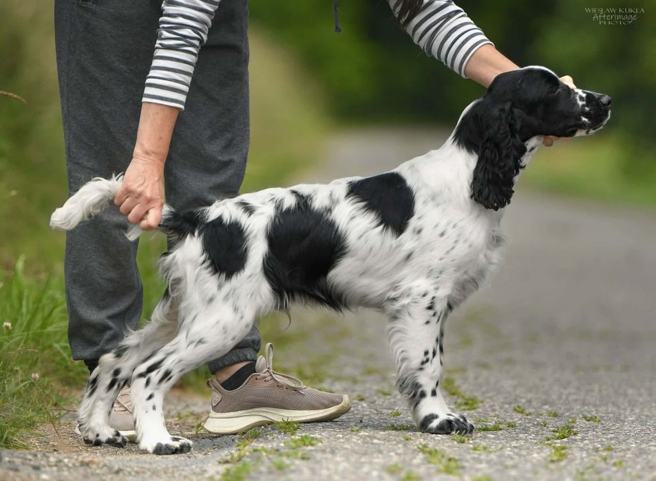 Springer Spaniel Angielski. Biało - czarny samiec .