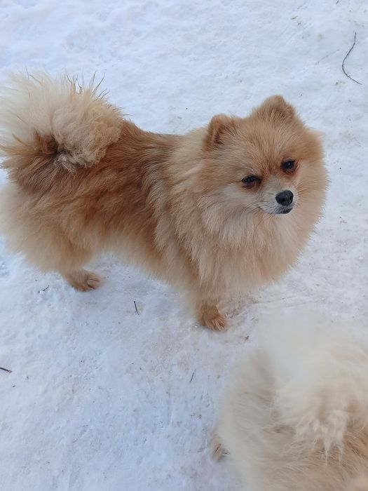 В поисках семьи деаочка шпица