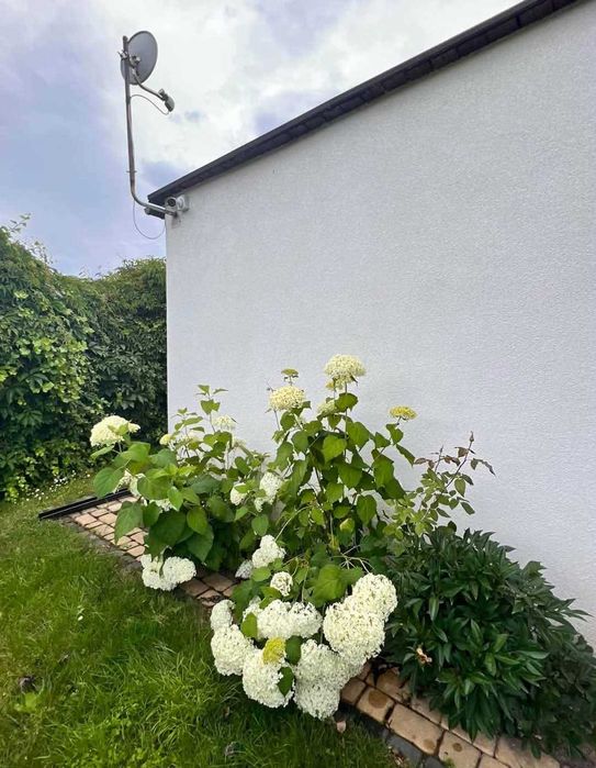 Działka ROD z pełnym wyposażeniem Jagodowo-Osielsko zadbana umeblowana