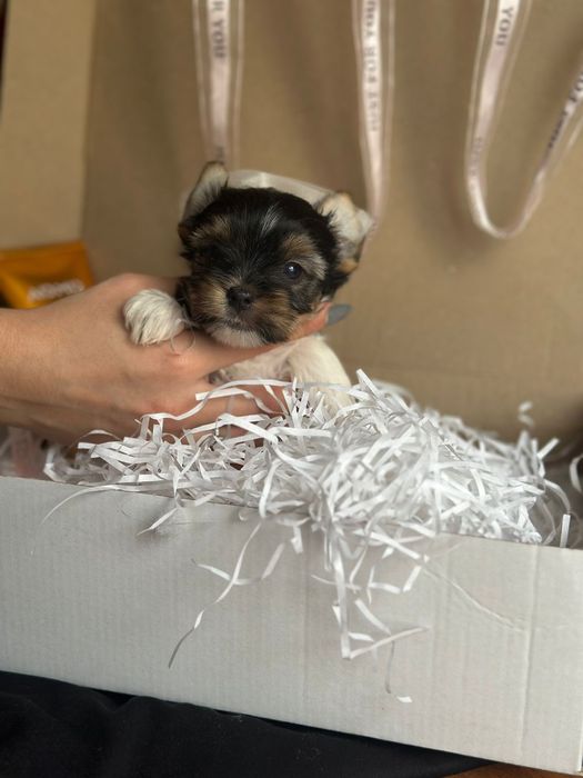 Лапулечки дівчатка Бівер Йорк, малютки грайливі