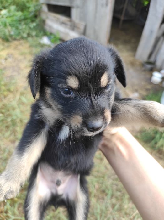 В добрі руки гарні цуценята