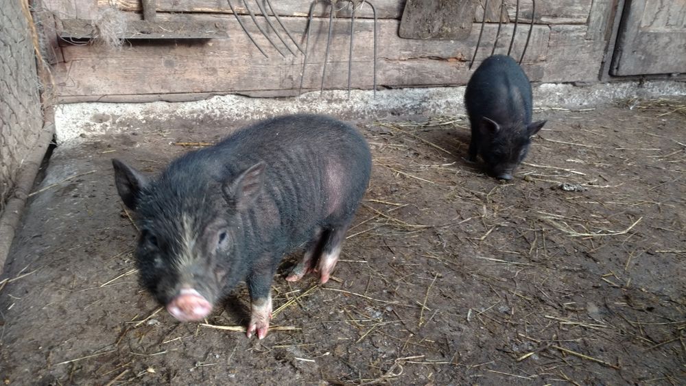 В'єтнамські поросята вислобрюхі чорні свині