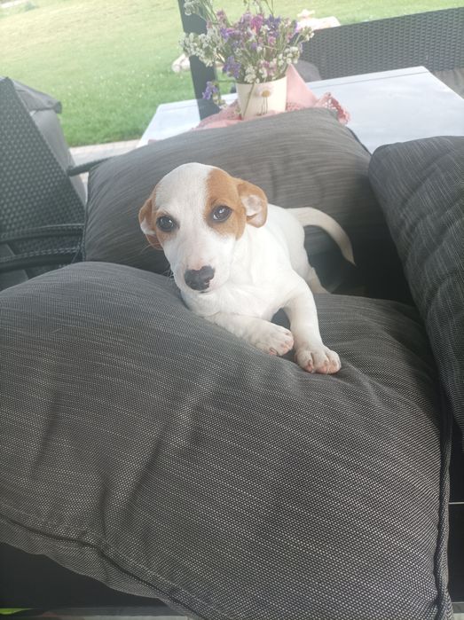 Suczka rasy Jack Russell Terrier