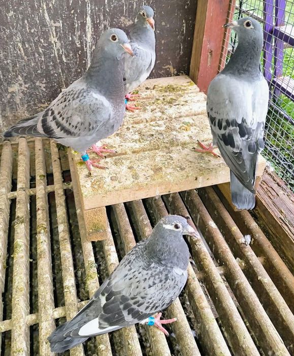 Piękne młode 2026 do lotów! Dobry materiał