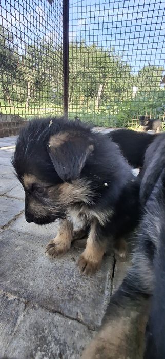 УВАГА!, ШАРА,Роздаю безкоштовно цуценят німецької крові