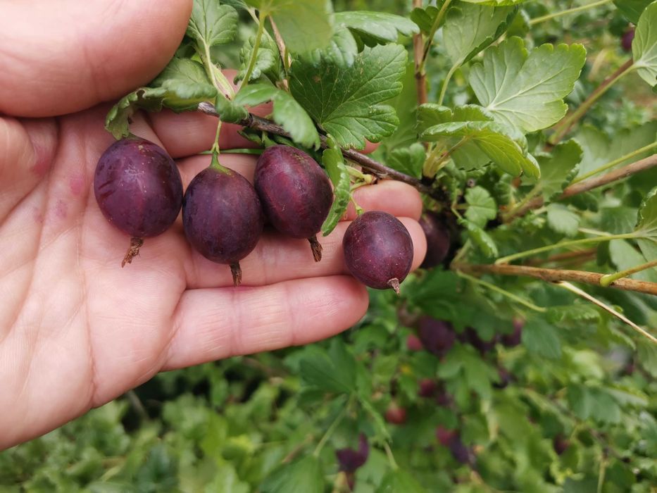 Саженец кружовника