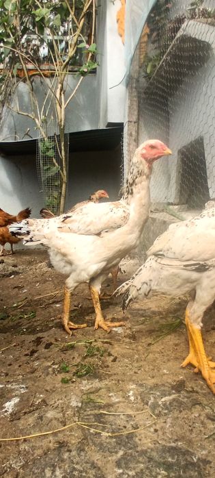 Galinhas Índio Gigante