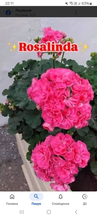 Королівська пеларгонія. Пеларгонія Розалінда.