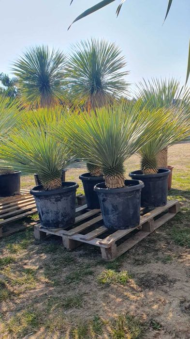 Juka ,niebieska ,Yucca rostrata, mrozoodporna -20