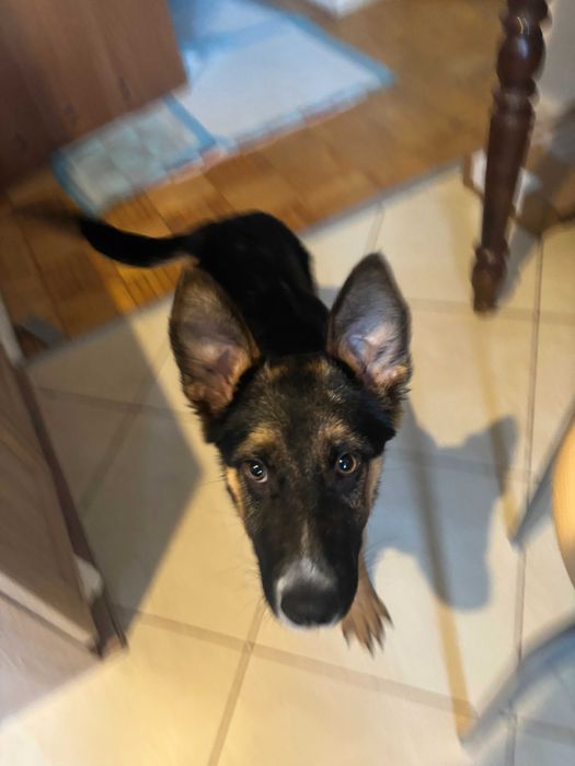 Szczeniak Amina gotowy do adopcji!