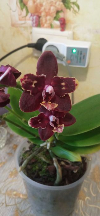 Продам   кімнатні рослини