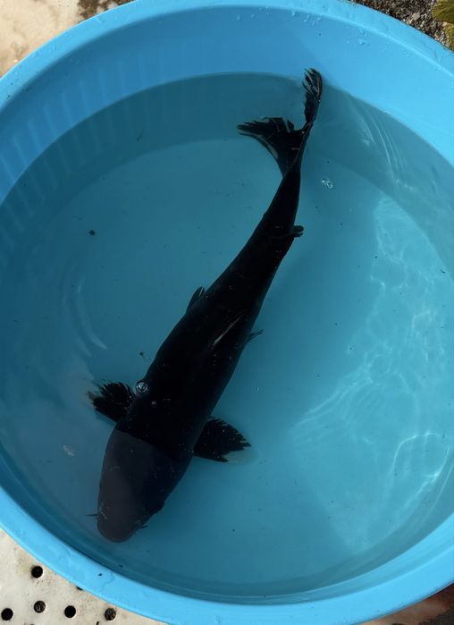 Carpa koi Karasugoi 40-45cm