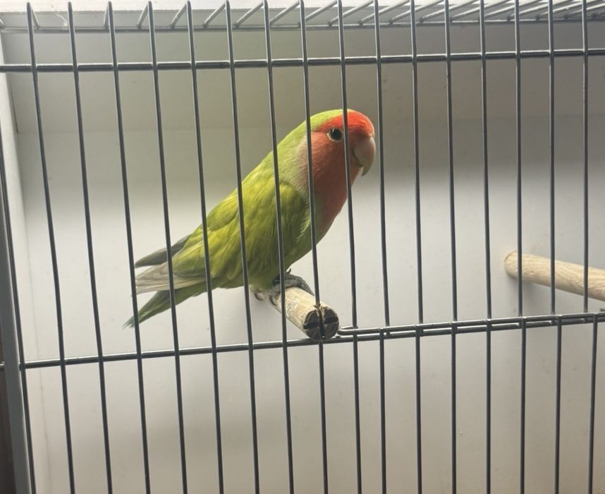 Agapornis longfeather