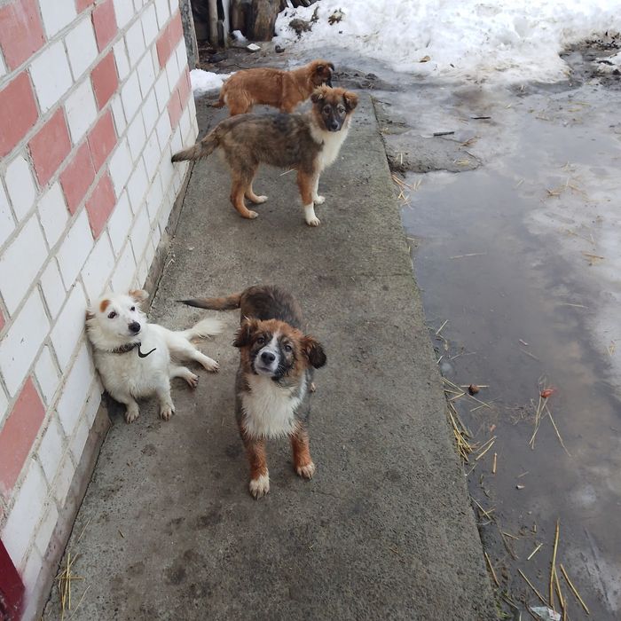 Віддам безкоштовно 3 три дівчинки