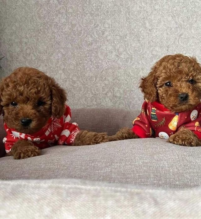 той пудель,Ред браун хлопчики '