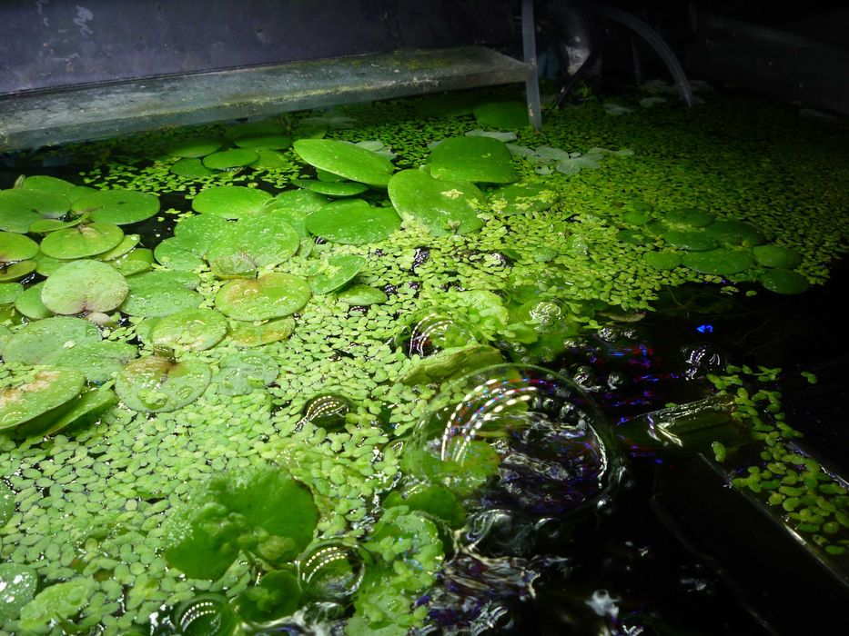 Średni komplet rzęsy 0,5 litra = 4 zł+GRATIS